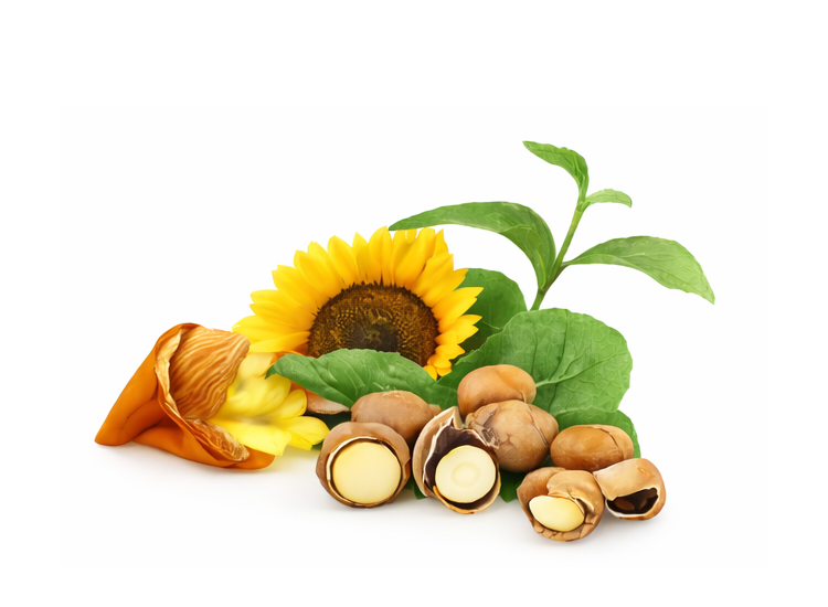 Sonnenblume, Mandeln, Macadamianüsse