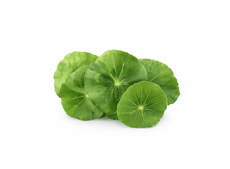 Tigergras / indischer Wassernabel